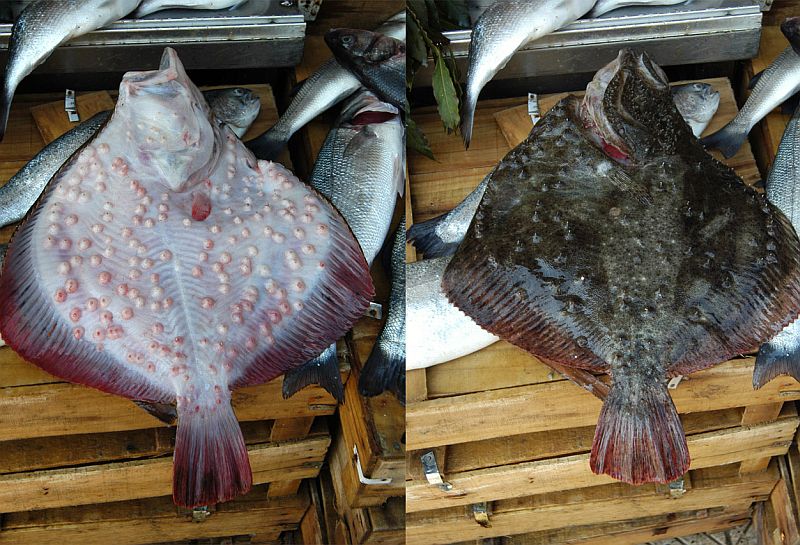 Калкан: что за рыба, чем отличается от камбалы и когда его ловят в Азовском море