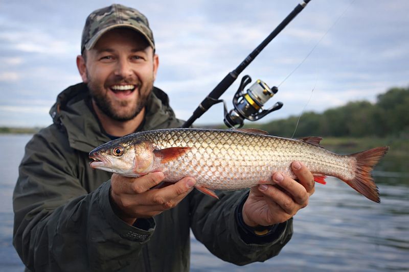 Пеленгас: что это за рыба, откуда появилась в Азовском и Черном морях и чем отличается от кефали